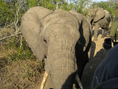 kruger south africa