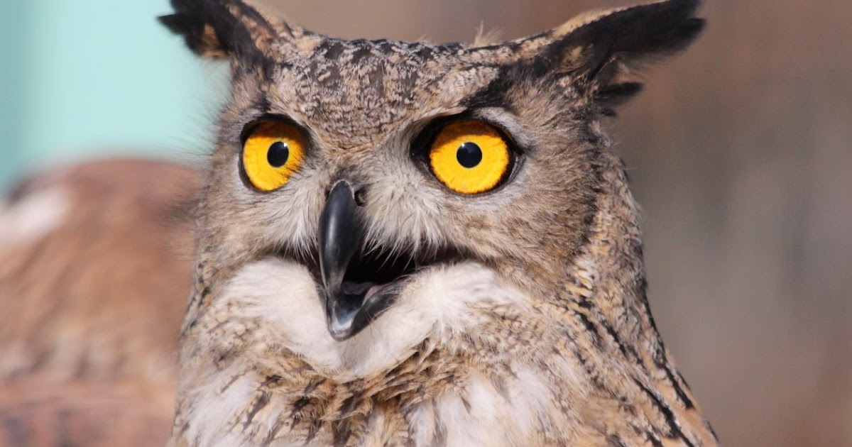 Free Technology for Teachers: Built to Last - Purdue OWL