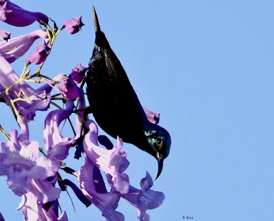 Purple Sunbird