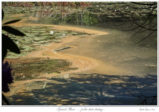 Ipswich River: ... pollen tints dusting...