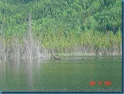 Moose in Canada