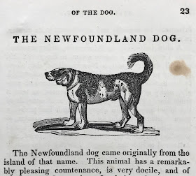 Woodcut illustration from 'The Canine Race' depicting a Newfoundland dog.