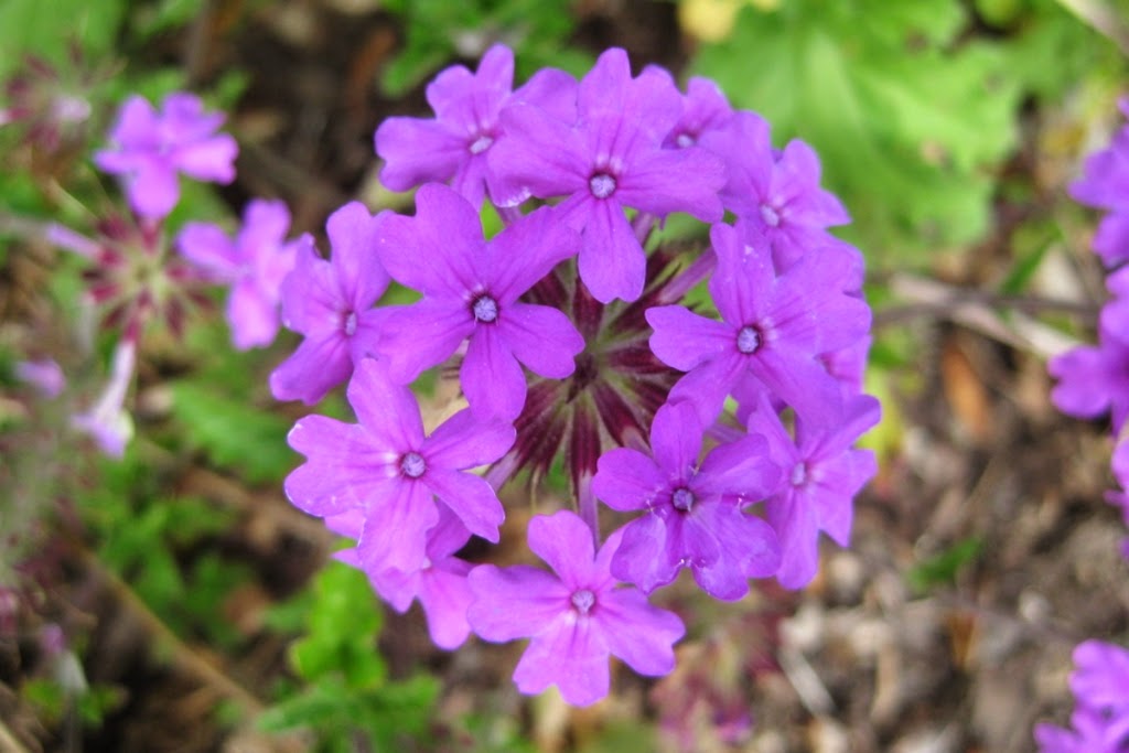 10 Gambar Bunga Warna Purple/Ungu/Violet | Gambar Top 10