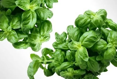 Holy Basil, also known as Tulsi, is a revered adaptogenic herb in Ayurvedic medicine