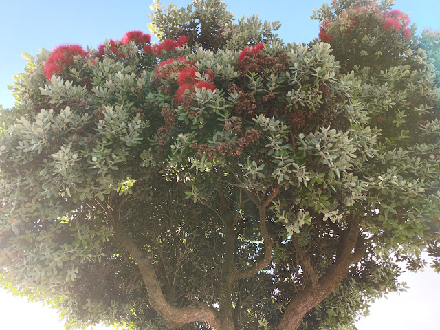 Metrosidero, árbol de hierro o pohutukawa (Metrosideros excelsa Sol. ex Gaertn.).