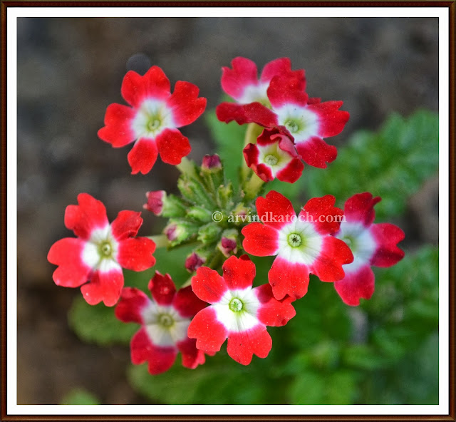 Red Flowers with White Base, Beautiful, Flower, Gun, 