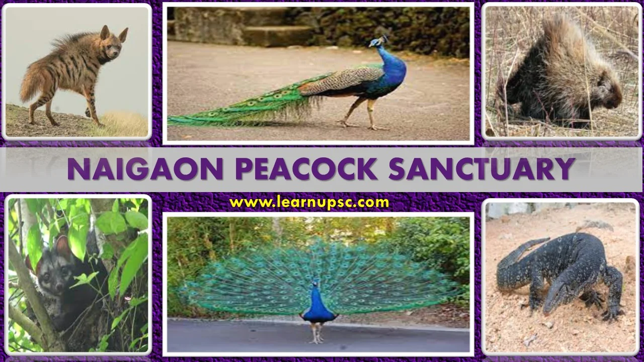 Naigaon Peacock Sanctuary