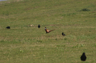 Male Pheasant