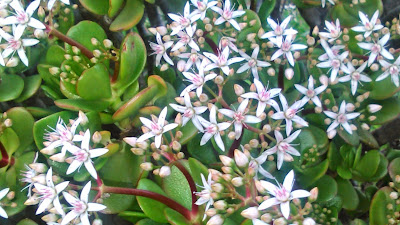 flores de crassula