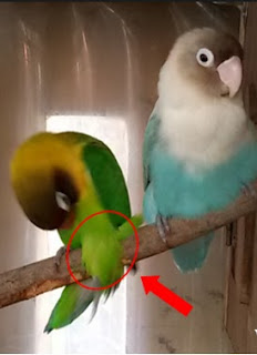 solusimengatasi lovebird yang suka gesek tangkringan