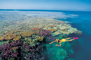 Great Barrier Reef atau karang penghalang besar