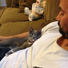 Funny cats - part 96 (40 pics + 10 gifs), cat pictures, cat cuddling with man
