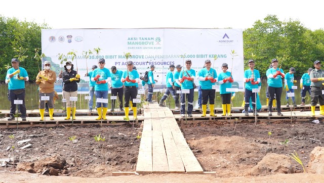 Agincourt Resources Tanam 3.000 Bibit Mangrove di Tapanuli Tengah