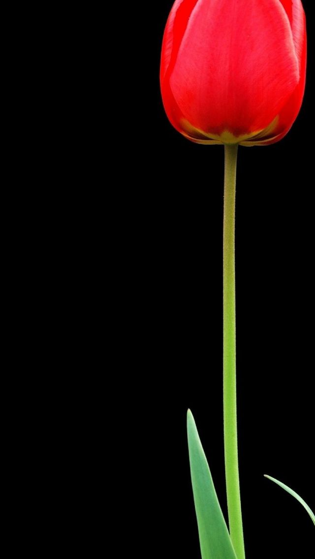 Tulip Red Flower Wallpaper 1080x2280