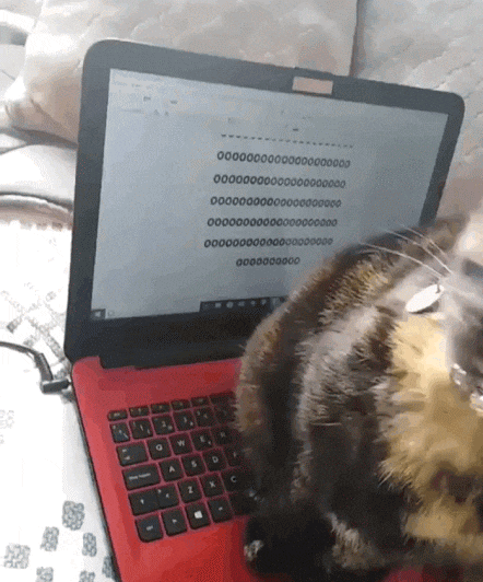 Tastatur Tanz mit dem Kater. Katze schreibt am Laptop OOO...