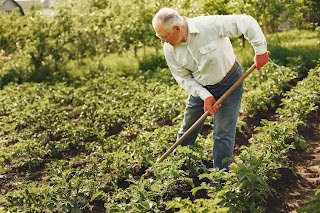 An older man gardening outside.