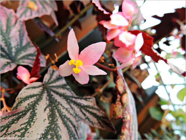 Begonias and Gesneriacea: Pink Minx