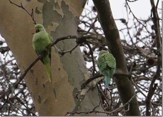 paris 2012 parrots in parc mont sourris 121912 00002