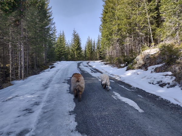 golden retriever leonberger stalla