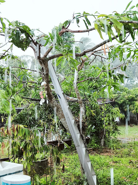 pokok hijau , hujan lebat, hujan turun