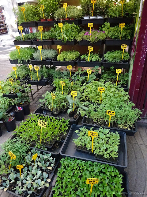 Sur la Rambla, il reste encore quelques marchands de plantes. On peut même y acheter des plants de tomates.