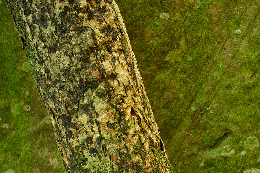 Detail of a tree