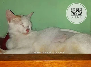 https://www.narasilia.com/2023/06/steril-kucing-bersubsidi-cilebut-bogor.html