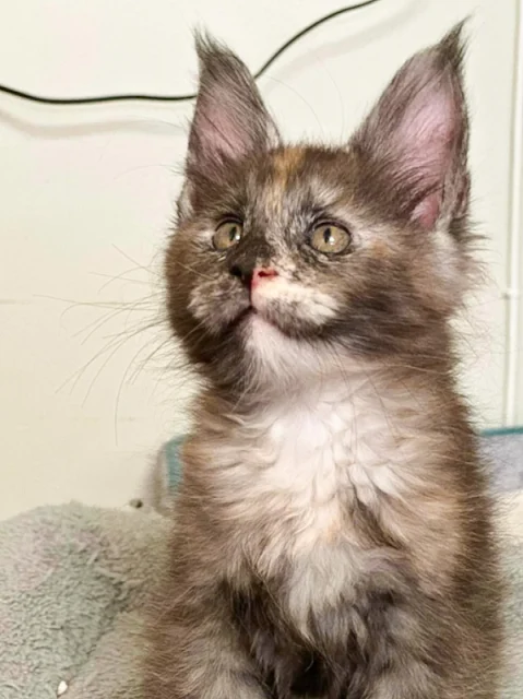 Calico Maine Coon kitten