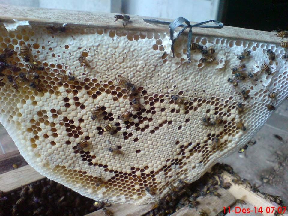 Jual Bibit Lebah Madu Lokal di jawa tengah | Ternak ...