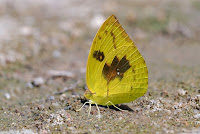 Catopsilia pomona