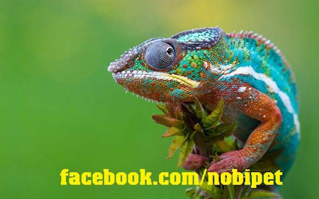 ban-veiled-chameleon-tac-ke-hoa-doi-mau-tai-da-nang