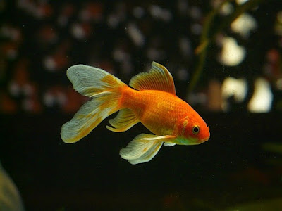 Goldfish: Origin, Morphology, Characteristics, Distribution, Variations, Classification, and Farming