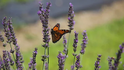 HD Wallpaper Flowers, Insect, Butterfly, Lavender, Macro