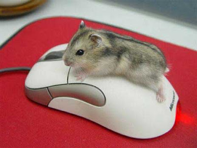 Funny Mouse Operating Mouse