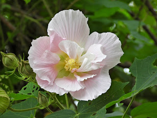 Morning Changeable Rose-Mallow