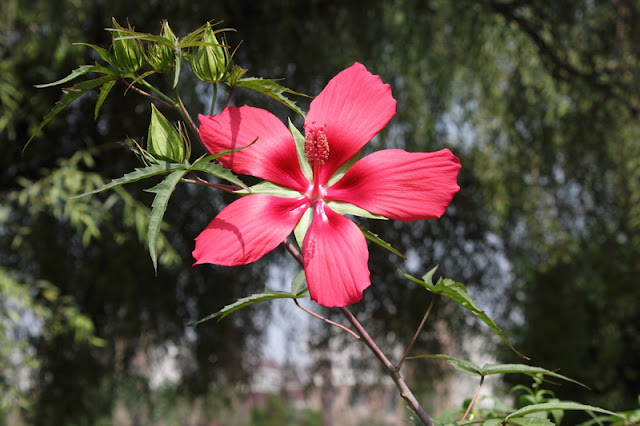 Scarlet Rosemallow Flowers Pictures