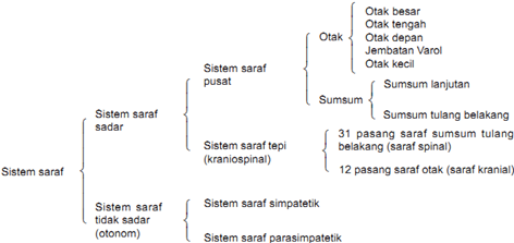 sistem saraf