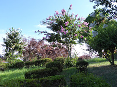 山田池公園のサルスベリ