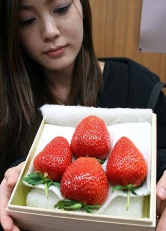 恋愛世紀love Generation恋爱世纪 巨大イチゴ 全長8 5センチ 90グラムなら1粒5万円 羽島 岐阜 恋愛世紀love Generation恋爱世纪 巨大イチゴ 全長8 5センチ 90グラムなら1粒5万円 羽島 岐阜