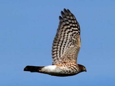 sharp-shinned hawk in flight over Hawk Ridge