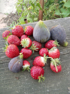 Figs and strawberries, Oakland-East Bay, California