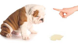 Los perros que no son esterilizado y no están castrados son más propensos a marcar la orina que los perros castrados o esterilizado