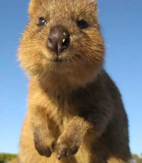 Adorable Pictures Of Quokkas, The Happiest Animals In The World