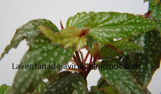 cane-like-begonia-medora