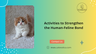 Best Siberian Cat in Bangalore