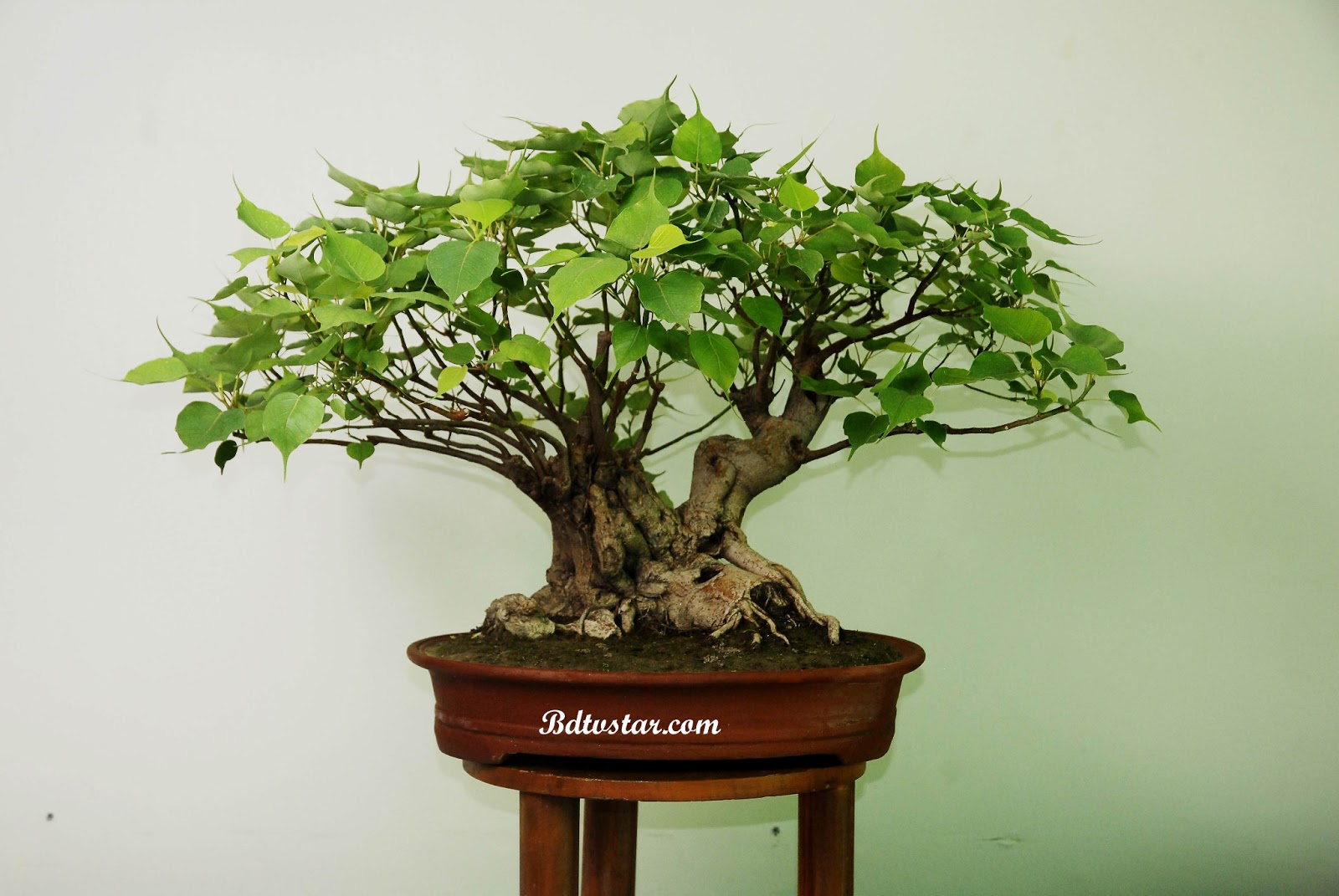 bonsai tree photos
