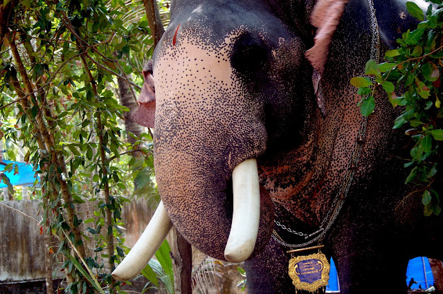 Kerala Elephant Puthupally Keshavan Photos