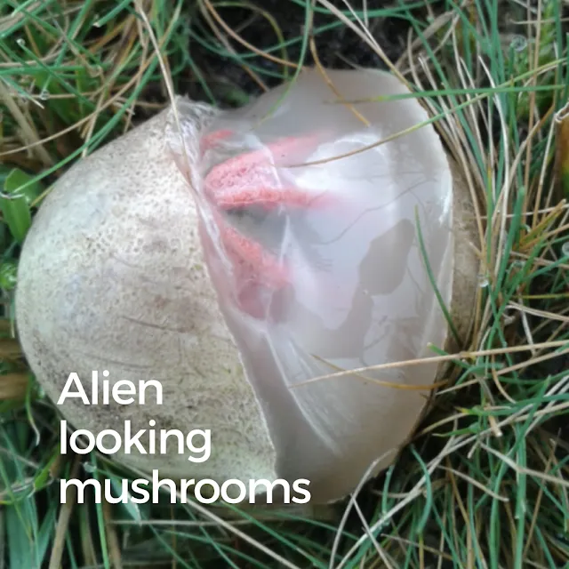 Stinkhorn mushroom explodes from it's sack.