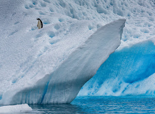 adelie penguin in antarctica, penguin, adelie penguin, antarctica