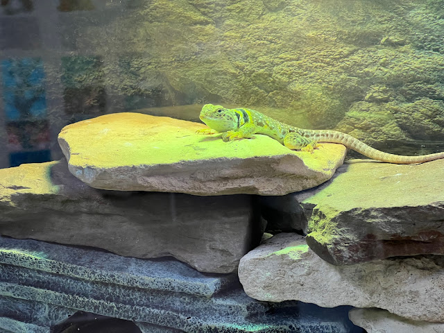A collared lizard rests on rocks at Lakeside Nature Center in Kansas City, Missouri.